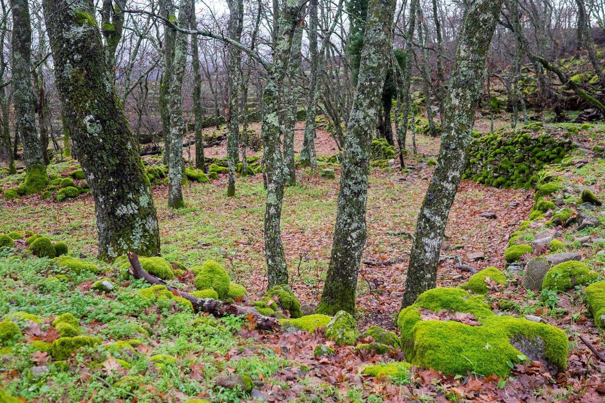 Hotel Campusphi Acebo Dış mekan fotoğraf